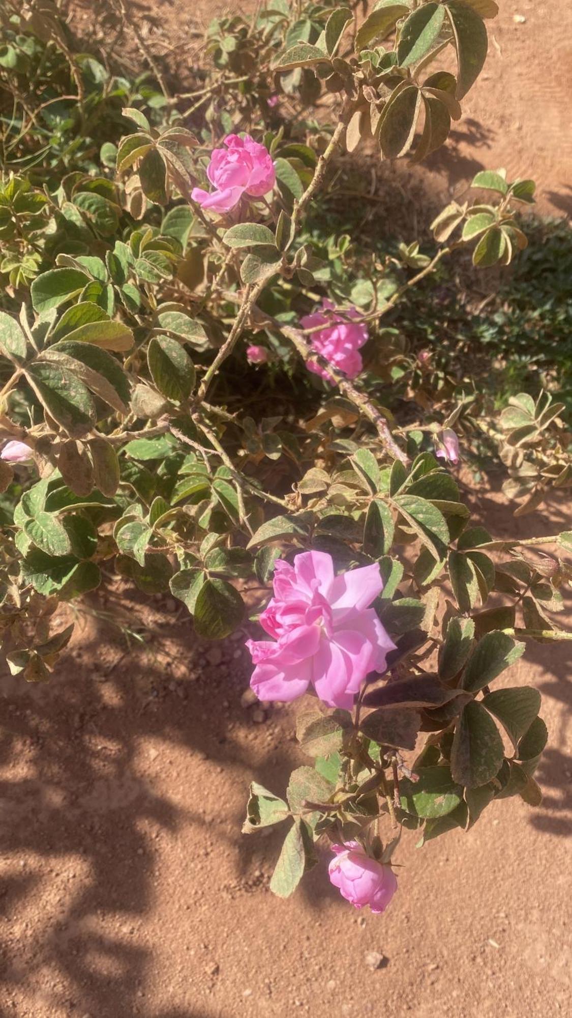Dar Mgouna Roses Kelaat-M'Gouna Екстериор снимка